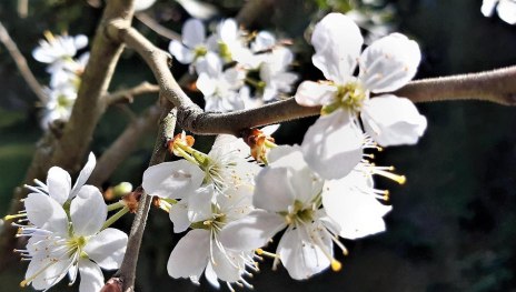 Obstbl&uuml;ten | &copy; Pixabay