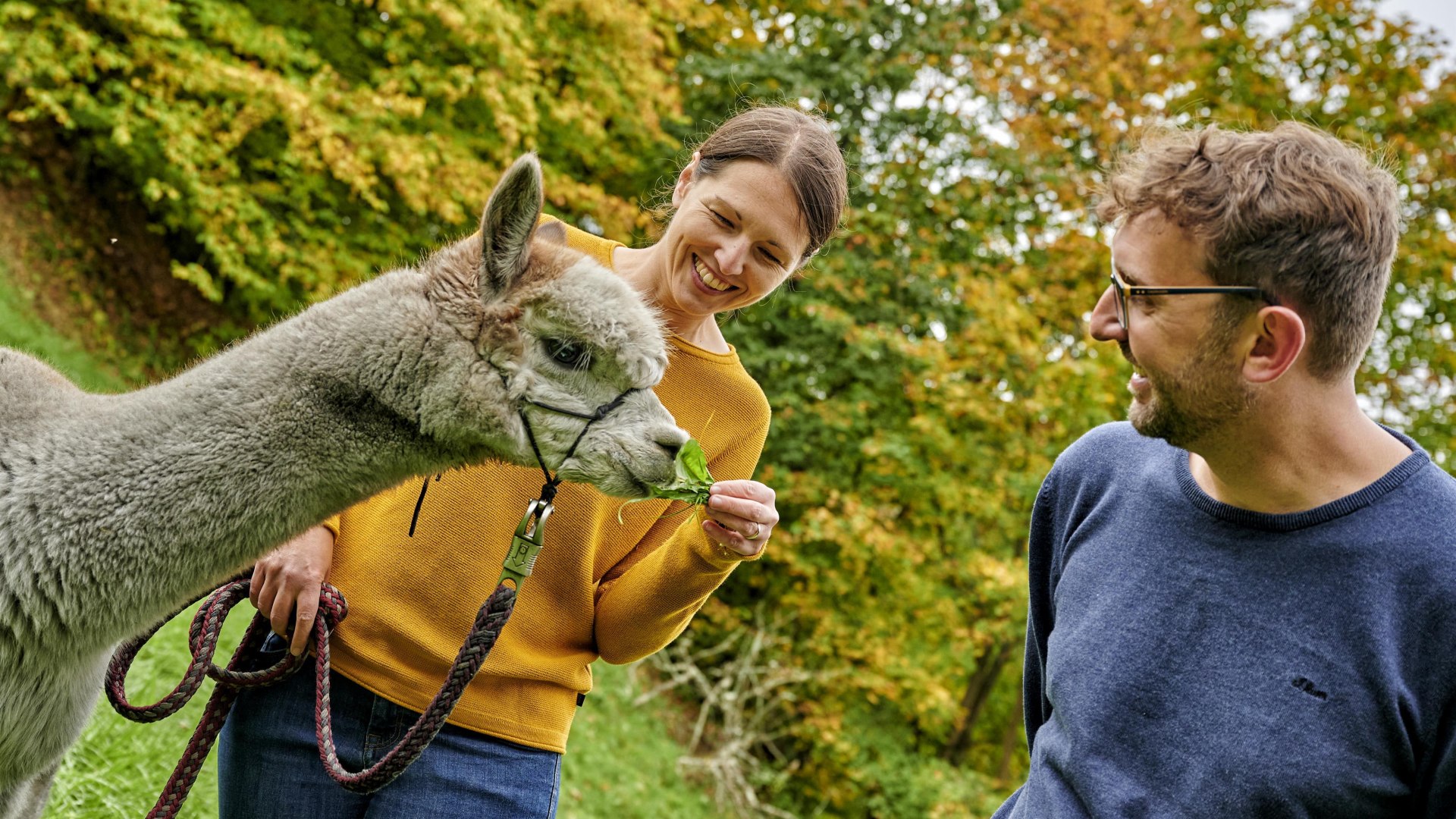 Alpakas | &copy; Florian Trykowski