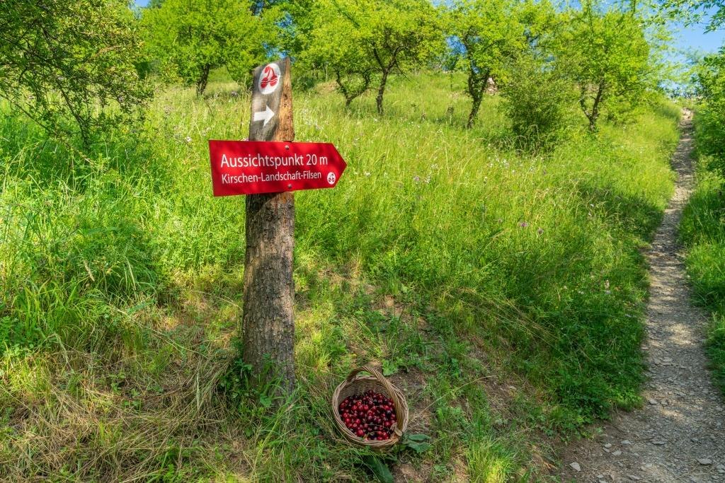 Auf dem Kirschenpfad in Filsen | © Katja Verhoeven Auf dem Kirschenpfad in Filsen | © Katja Verhoeven