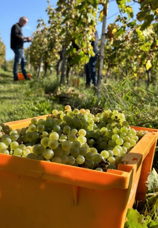 Weintrauben | © Weingut Friesenhahn