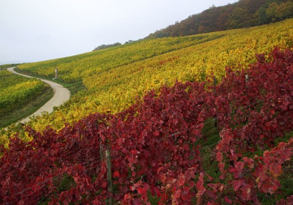 Weinberge bei Rüdesheim | © Friedrich Gier Weinberge bei Rüdesheim | © Friedrich Gier