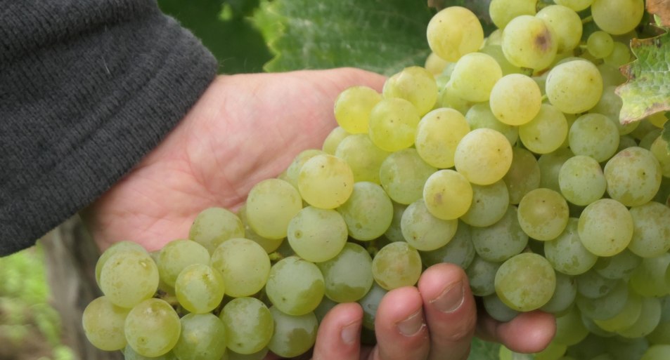 GelberOrleon | © Hochschule Geisenheim GelberOrleon | © Hochschule Geisenheim