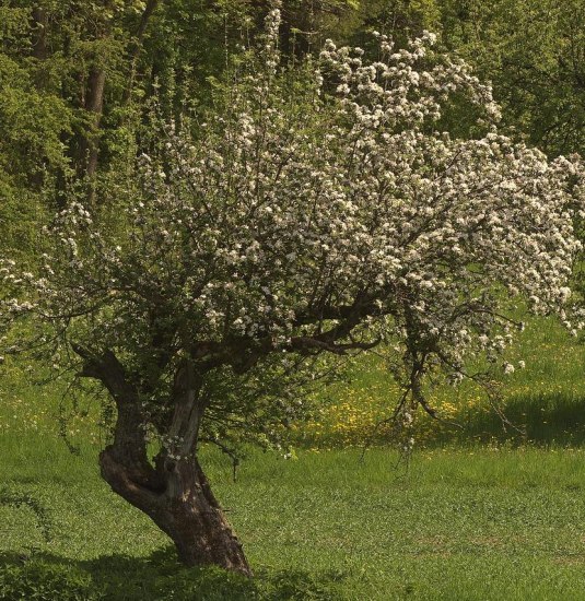 Obstaum | &copy; Pixabay