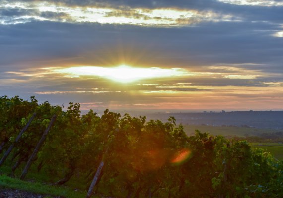 Weinberge Weingut Kurt Bug | © Weingut Kurt Bug Weinberge Weingut Kurt Bug | © Weingut Kurt Bug