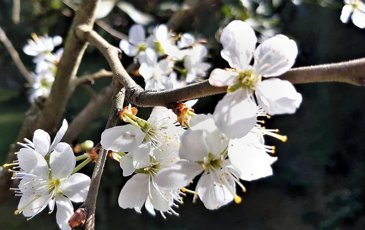 Obstblüten | © Pixabay