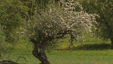 Obstaum | &copy; Pixabay