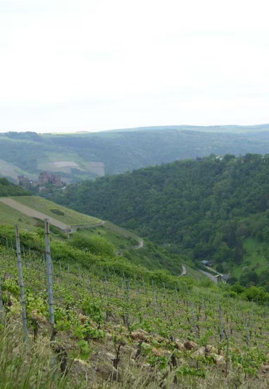 Weinberg2 | © Daniela Schneider