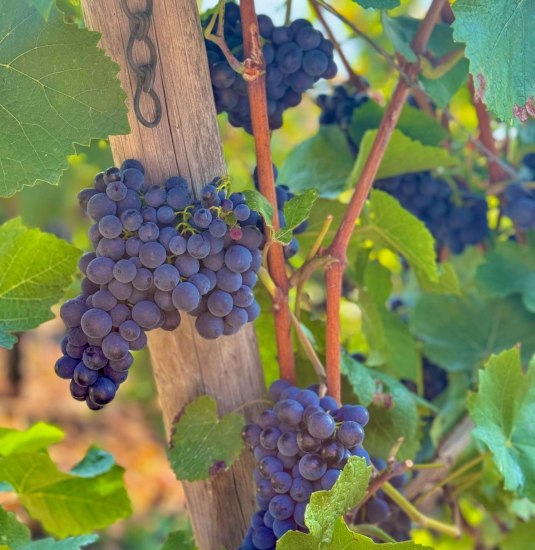 Wein1 | © Weingut Lorenz Wein1 | © Weingut Lorenz