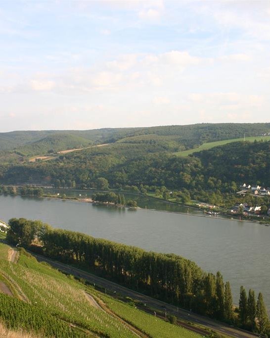 Weinberg | &copy; Anette Sauer