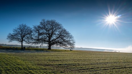 Adolfseiche | &copy; Klaus Breitkreutz