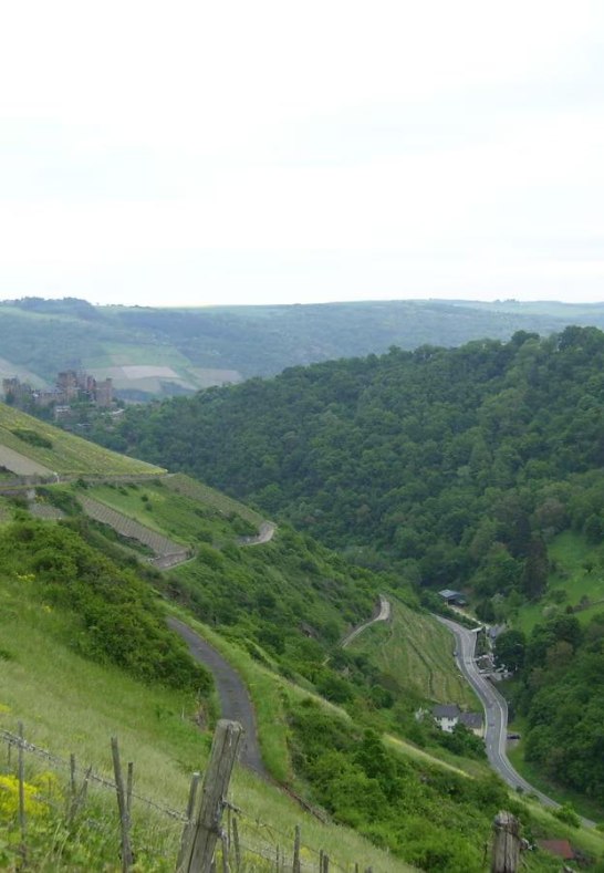 Weinberg | © Daniela Schneider