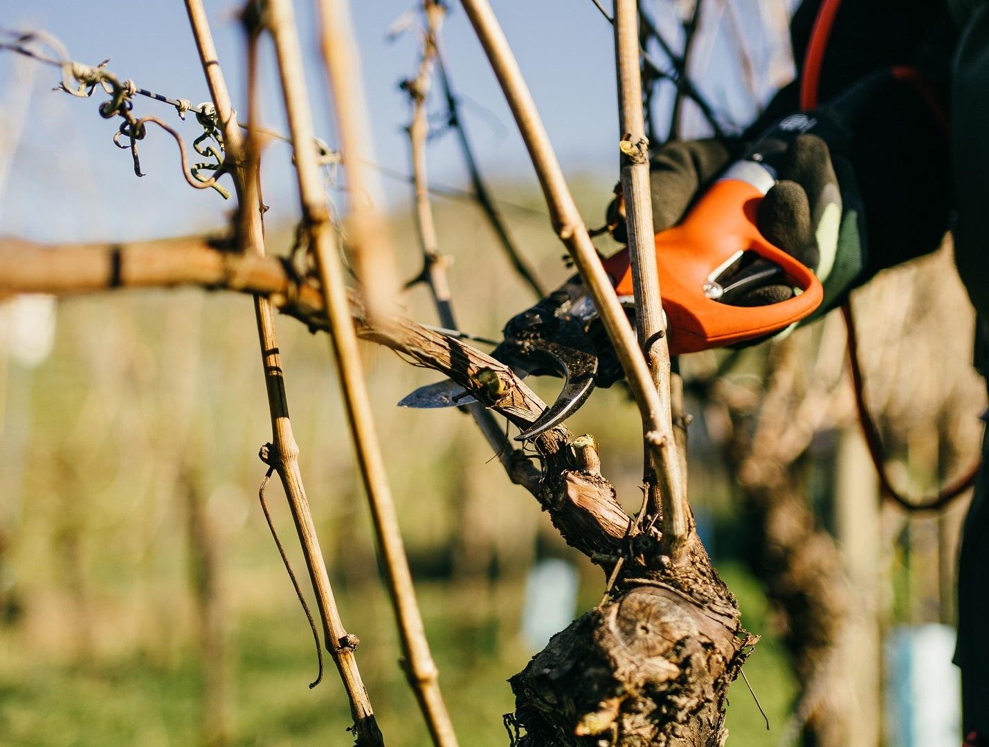 2023-02_HoR_DomaeneBergstrasse-03491 kleiner | © Vinothek Kloster Eberbach