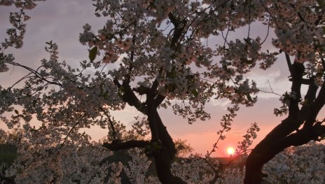 Traumpfad Streuobstwiesenweg | &copy; Klaus-Peter Kappest, Traumpfade im Rhein-Mosel-Eifel-Land