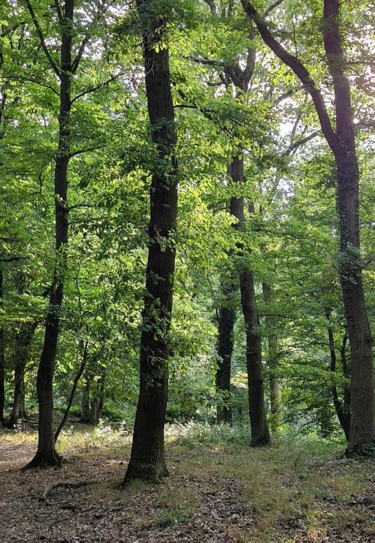 Auf dem Hahn | &copy; Tourist-Information Bad Breisig