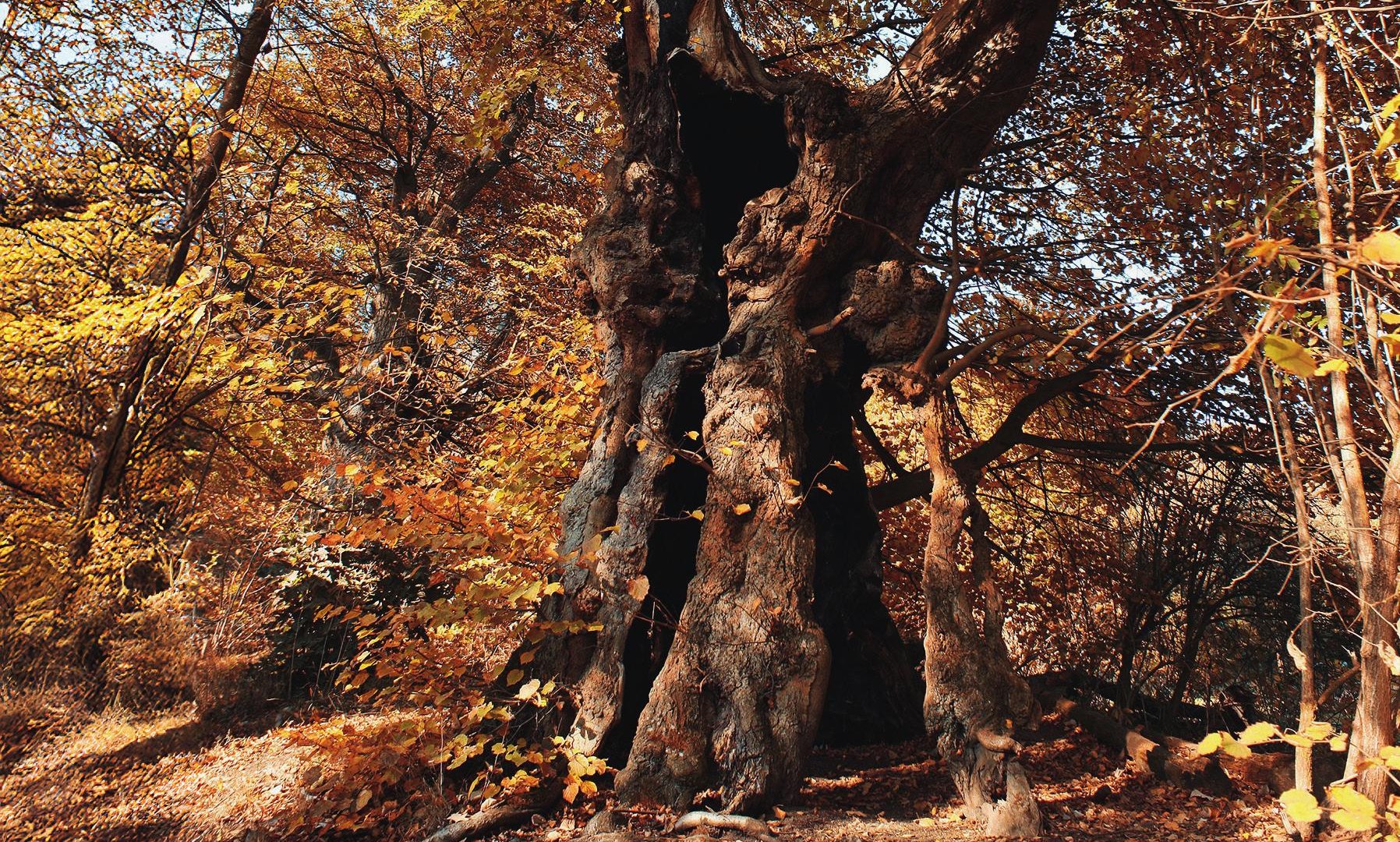 Baumallee Baum | &copy; Rainer Vogel