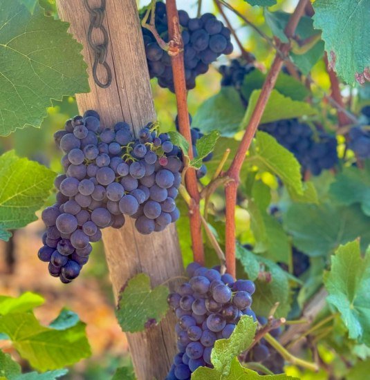 Wein1 | &copy; Weingut Lorenz