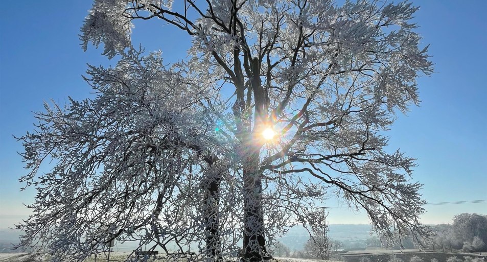 Hei&szlig;e Baum | &copy; Sebastian Haupt