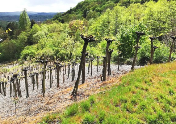 Bopparder Hamm Reben | &copy; Tourist Information Boppard