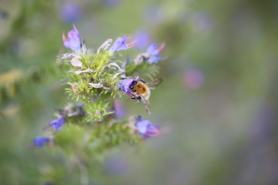 Naturgarten | &copy; Pixabay