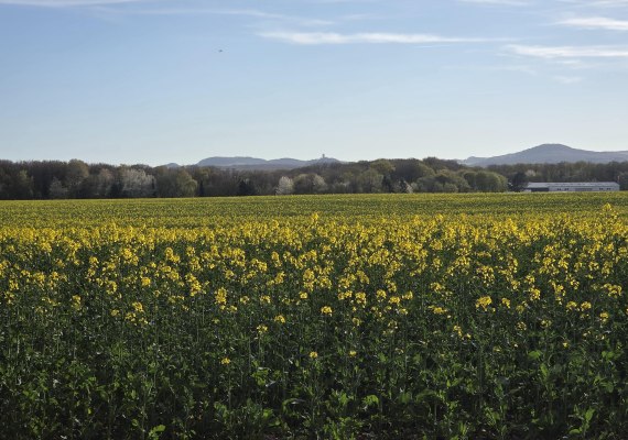 Aussicht von der Wanderschaukel | © Tourist-Information Bad Breisig Aussicht von der Wanderschaukel | © Tourist-Information Bad Breisig