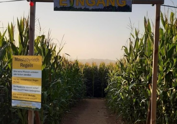 Maislayrinth 2 | &copy; Mareike Heckel