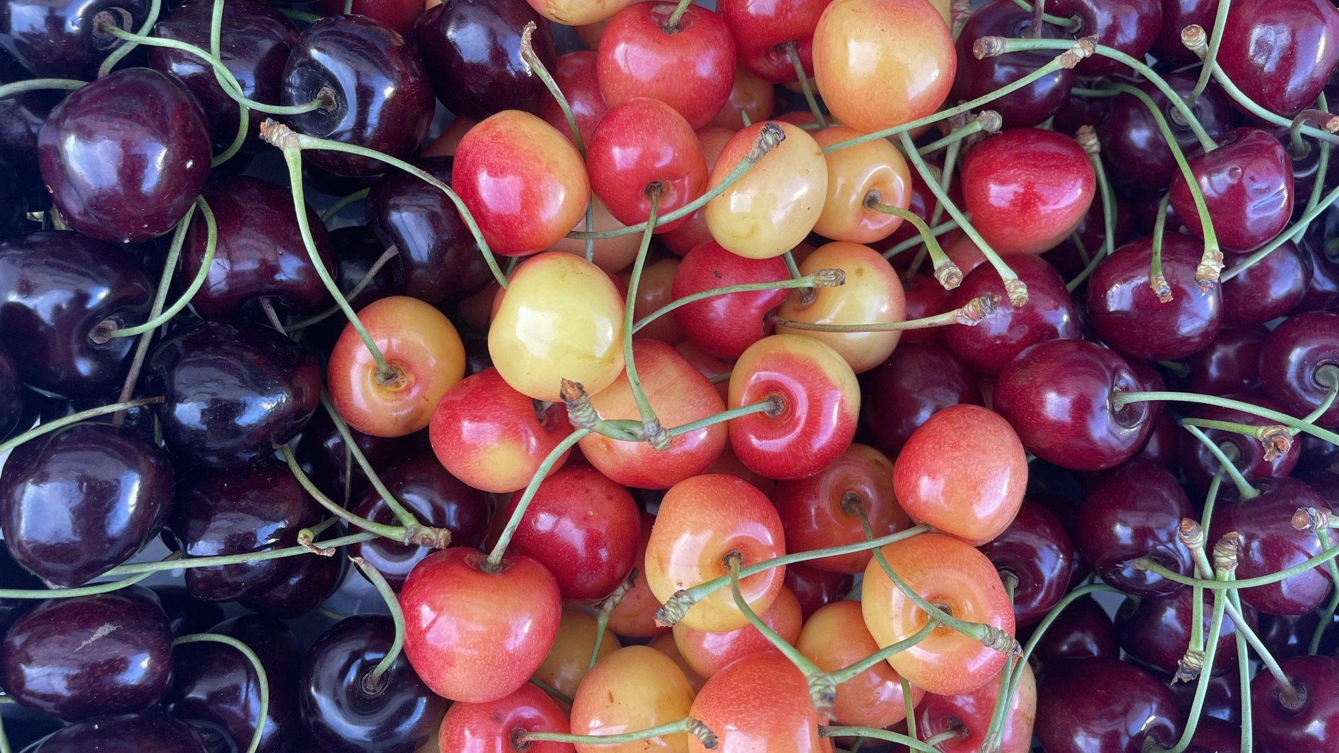 Kirschenvielfalt | &copy; &copy;VGWei&szlig;enthurm,Foto L.Beck