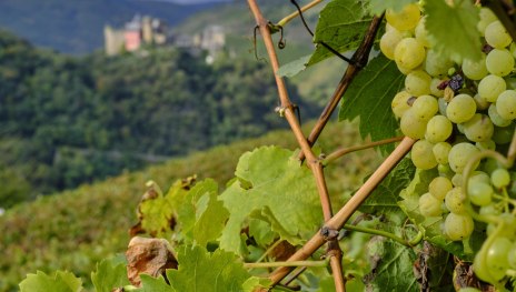 Traubenlese | &copy; Stefan Sobotta