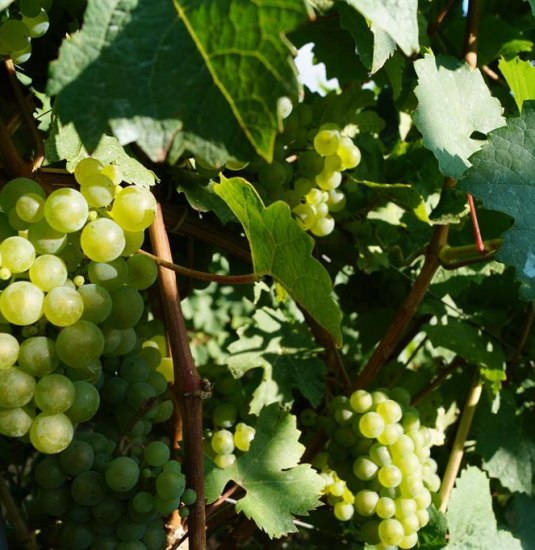 Reben Spay | © Tourist Information Erlebnis Rheinbogen