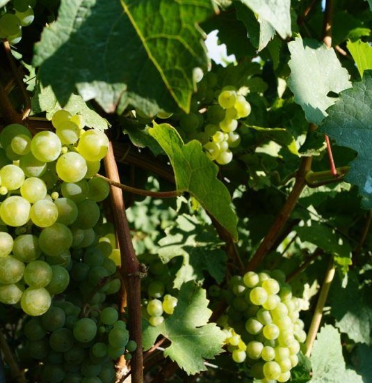 Reben Spay | &copy; Tourist Information Erlebnis Rheinbogen