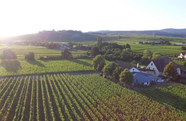 Weingut H. Krayer | &copy; Weingut H. Krayer