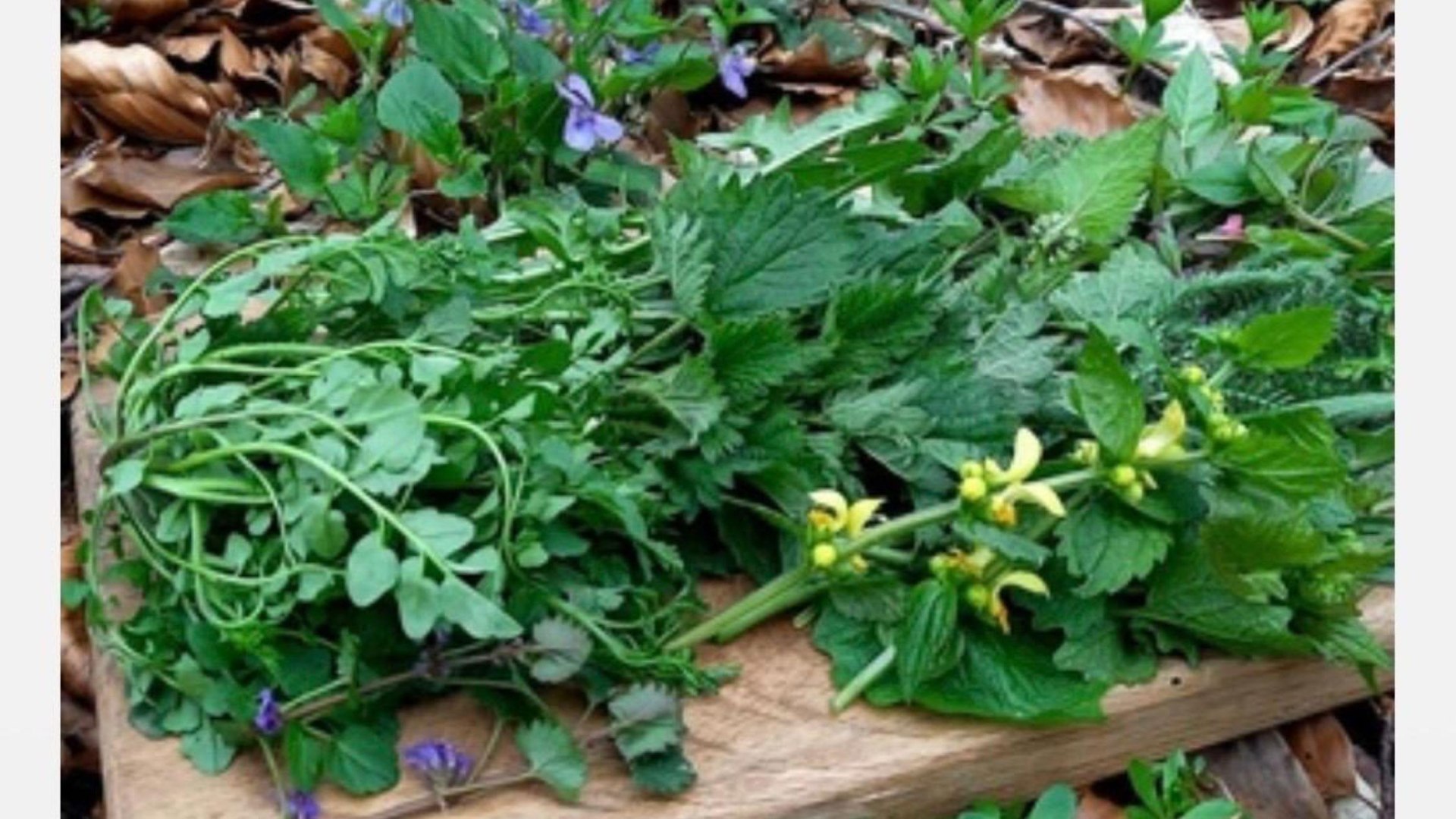 Wein | © Weingut Lorenz Wein | © Weingut Lorenz