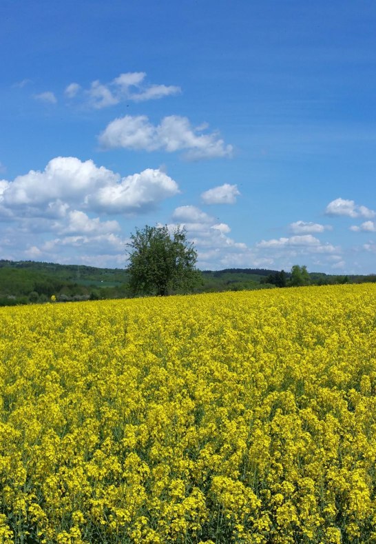 Mitten in der Natur! | &copy; Margit Gronen
