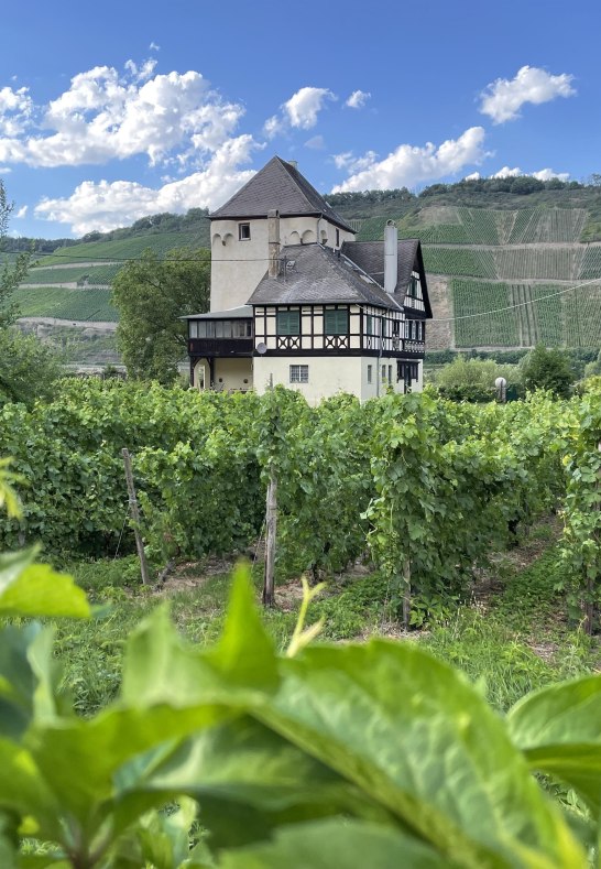 Reben und Wasserburg | &copy; Sebastian Reifferscheid