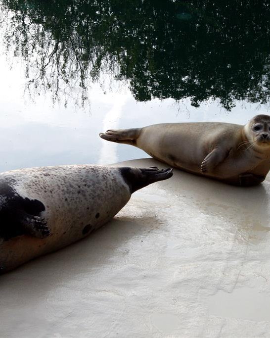Seehund | © Pressebüro der Stadt Neuwed Seehund | © Pressebüro der Stadt Neuwed