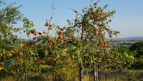 Streuobstwiesen mit alten Obstsorten | © Rene A., Community