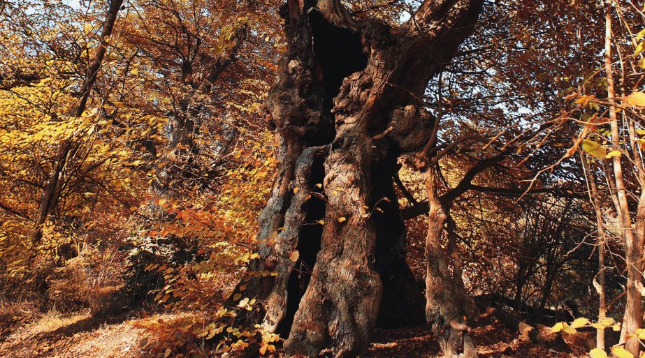 Baumallee Baum | &copy; Rainer Vogel
