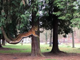 Leopard | © Tourist Information Boppard Leopard | © Tourist Information Boppard