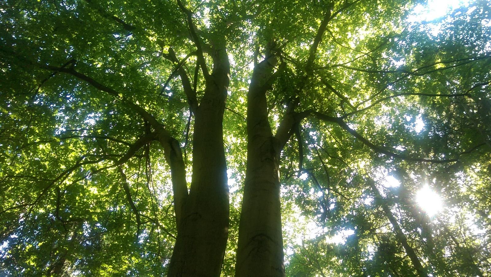 Baumgefl&uuml;ster | &copy; Cult-Touren