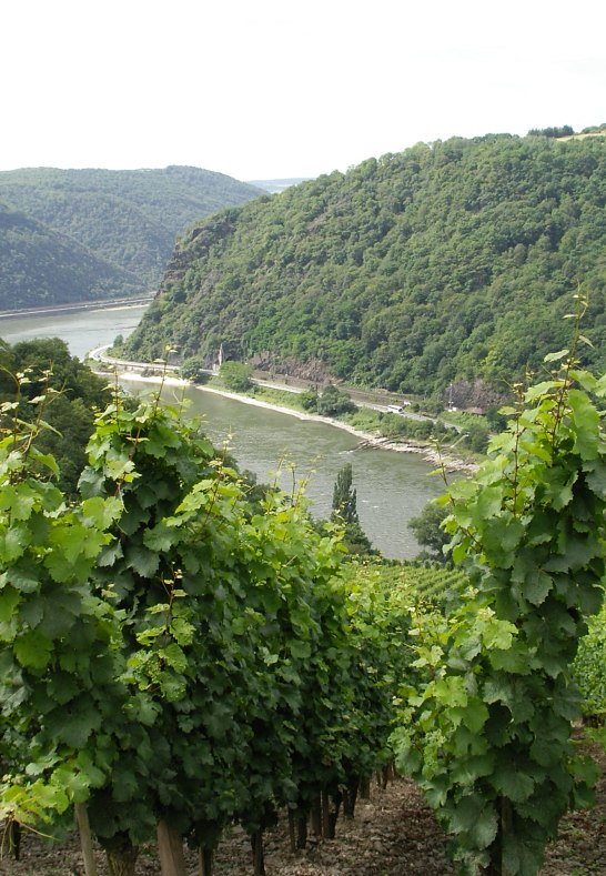 Weinberg an der Loreley | © Rheintouristik Tal der Loreley e.V. Weinberg an der Loreley | © Rheintouristik Tal der Loreley e.V.