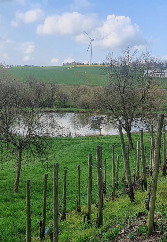 Weinberg am Teich | © T. Biersch Weinberg am Teich | © T. Biersch