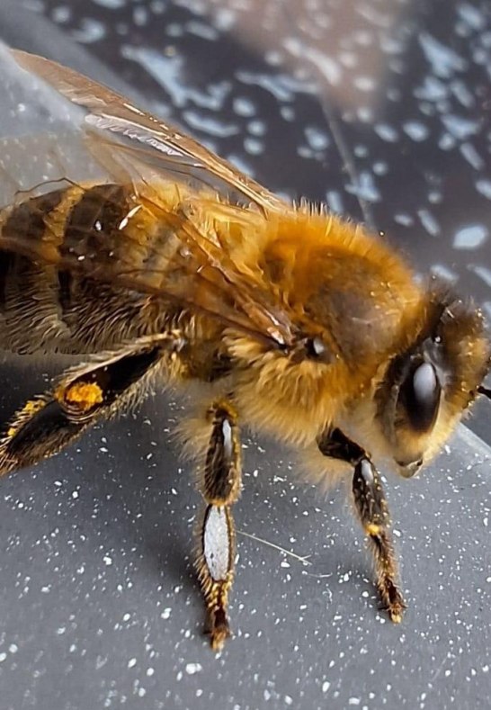 Honigbiene | &copy; Charlotte Kleinschmidt