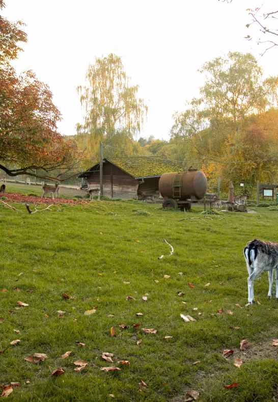 Reh. | &copy; Johannes Bruchhof