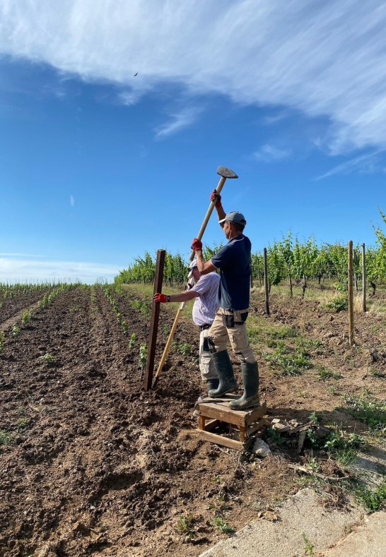 Weingut Martin Klein Weinberg | © Weingut Martin Klein Weingut Martin Klein Weinberg | © Weingut Martin Klein