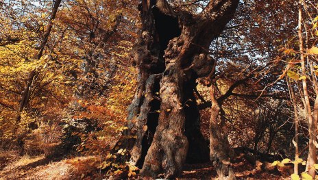 Baumallee Baum | © Rainer Vogel Baumallee Baum | © Rainer Vogel