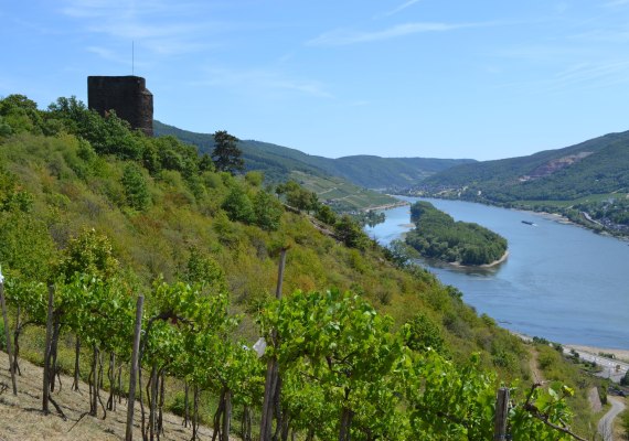 Nollig mit Aussicht | © Rheingau Taunus Kultur und Tourismus Nollig mit Aussicht | © Rheingau Taunus Kultur und Tourismus