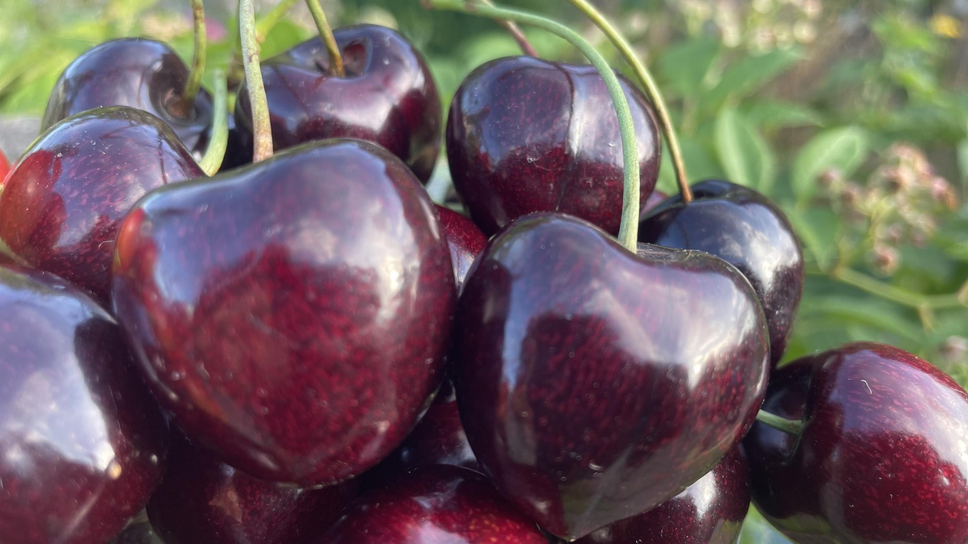 Kirschen | © ©Lena Beck Verbandsgemeinde Weißenthurm Kirschen | © ©Lena Beck Verbandsgemeinde Weißenthurm