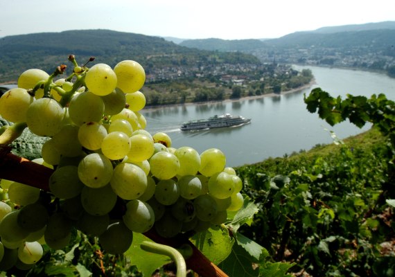 Blick vorbei an Weinrebe auf den Rhein bei Boppard | &copy; H. Piel / Piel Media
