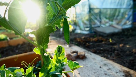 Gew&auml;chshaus | &copy; Pixabay