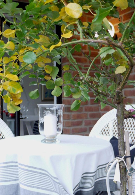 FeWo Rheinhoehe-Andernach - eigene Terrasse | &copy; 2026Vukoja