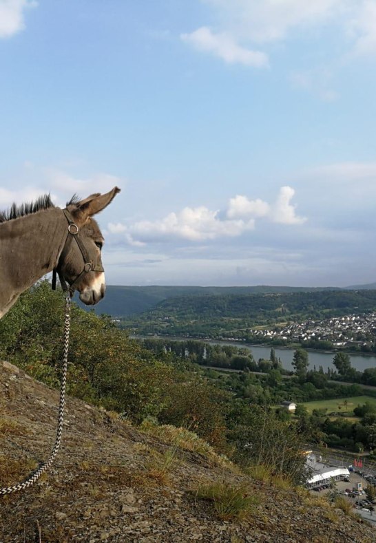 Eselwanderung | &copy; Forstm&uuml;hle